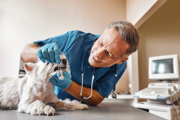  New London, WI Emergency Dentist Pros